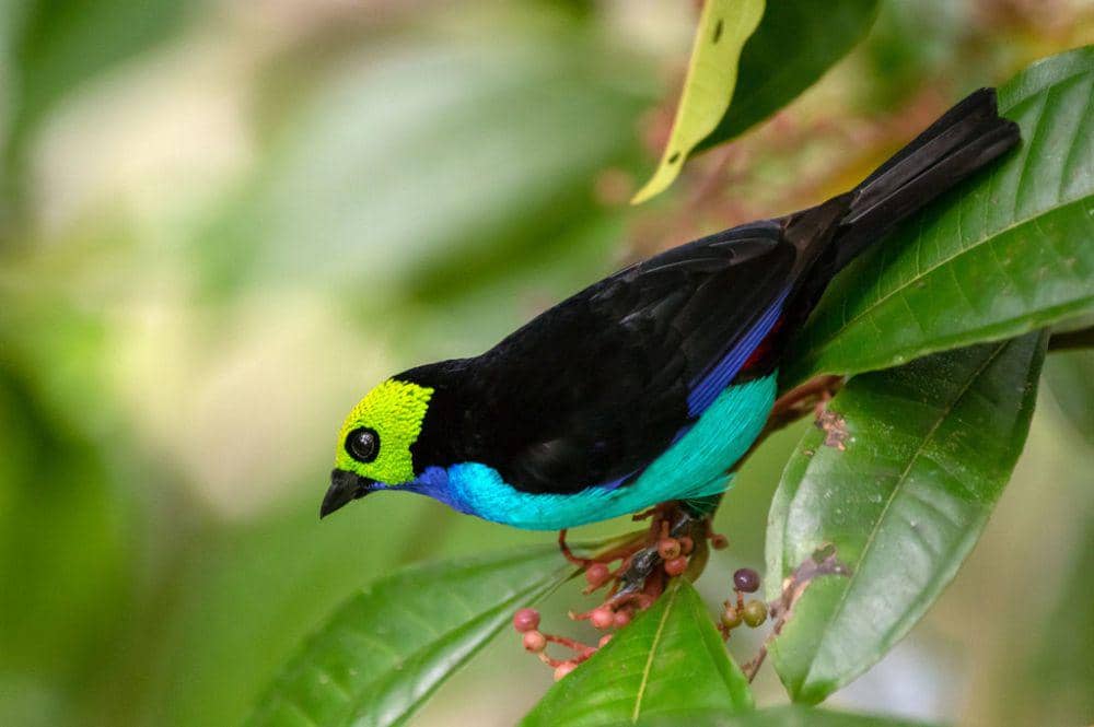 potret paradise tanager (inaturalist.org/Phil Kahler)