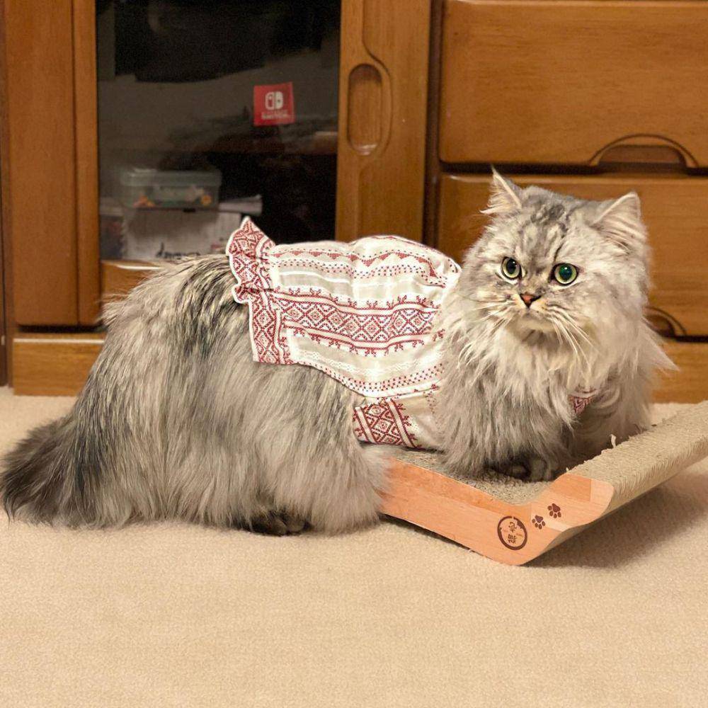 kucing minuet (Instagram.com/ minuetcat_richard_tiffany_)