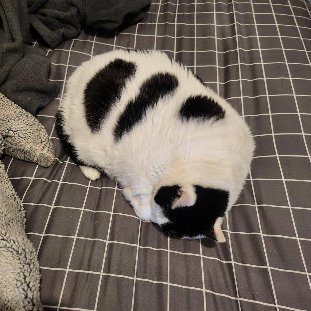 foto kucing dengan motif bulu mirip sapi (reddit.com/user/pppupu1)