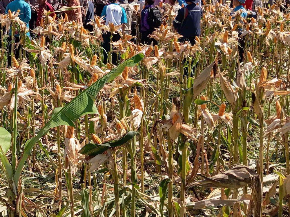 Pemkab Lotim Siapkan Rp10 Miliar untuk Intervensi Harga Jagung