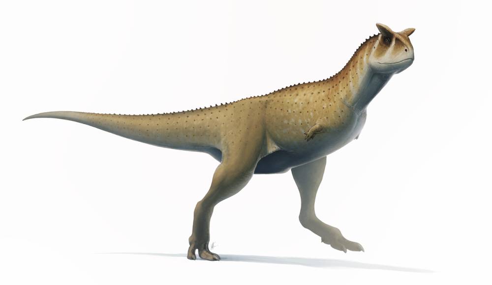 Ilustrasi Carnotaurus, salah satu abelisauridae (commons.wikimedia.org/Fred Wierum)