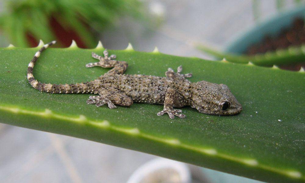 Cecak, salah satu hewan arboreal (commons.wikimedia.org/Biscutella)