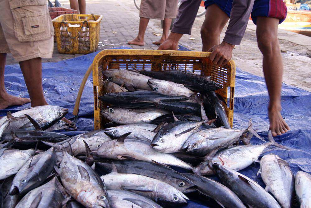 ilustrasi ikan tongkol (wikimedia.org/Midori)