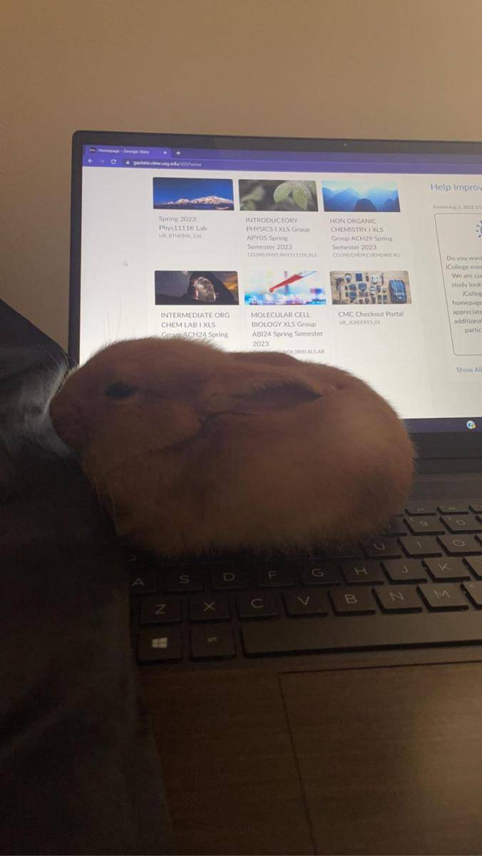 potret kelinci nongkrong di laptop (reddit.com/user/Empty_gemini)