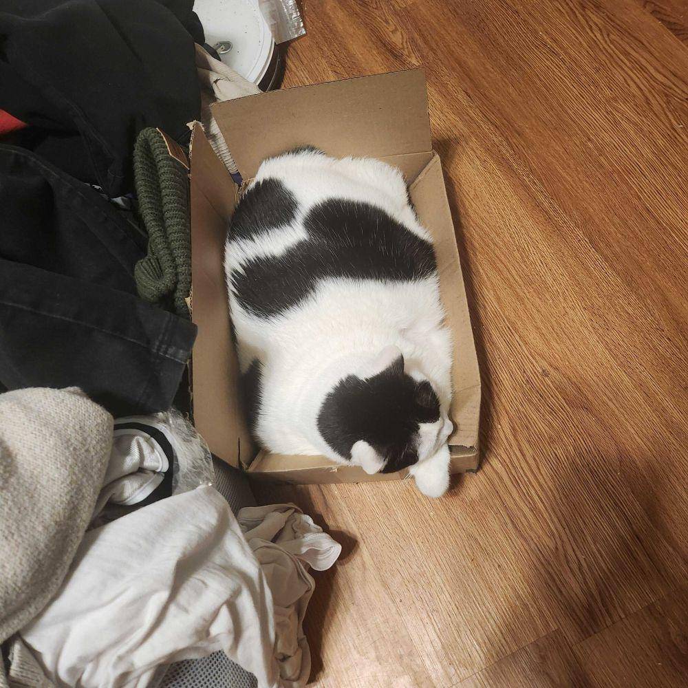 foto kucing dengan motif bulu mirip sapi (reddit.com/user/Fr3nchT0astCrunch)
