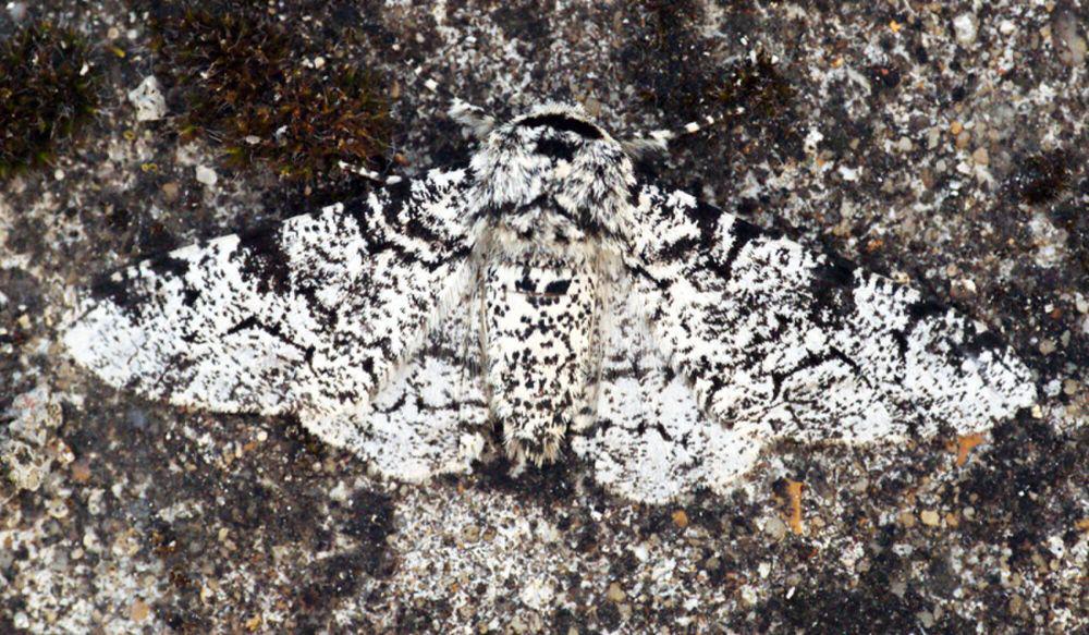 6 Fakta Unik Peppered Moth, Salah Satu Bentuk Evolusi yang Terkenal!