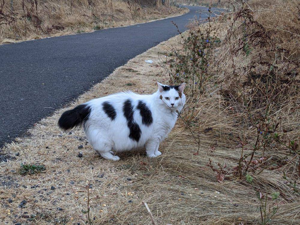 foto kucing dengan motif bulu mirip sapi (reddit.com/user/Boopers_Biscuits)