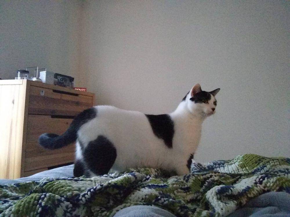 foto kucing dengan motif bulu mirip sapi (reddit.com/user/AskAboutDicePirates)