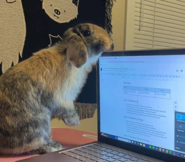 potret kelinci nongkrong di laptop (reddit.com/user/Visual-Walrus7882)