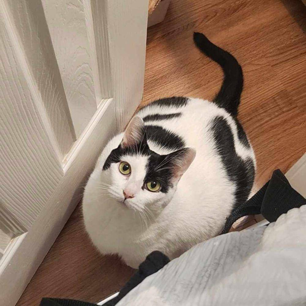 foto kucing dengan motif bulu mirip sapi (reddit.com/user/pppupu1)