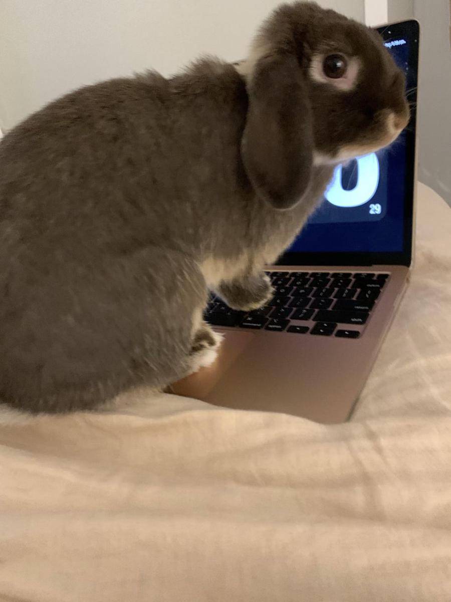 potret kelinci nongkrong di laptop (reddit.com/user/Flairegirl)