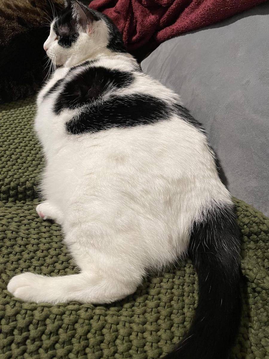 foto kucing dengan motif bulu mirip sapi (reddit.com/user/LavenderMatchaxXx)