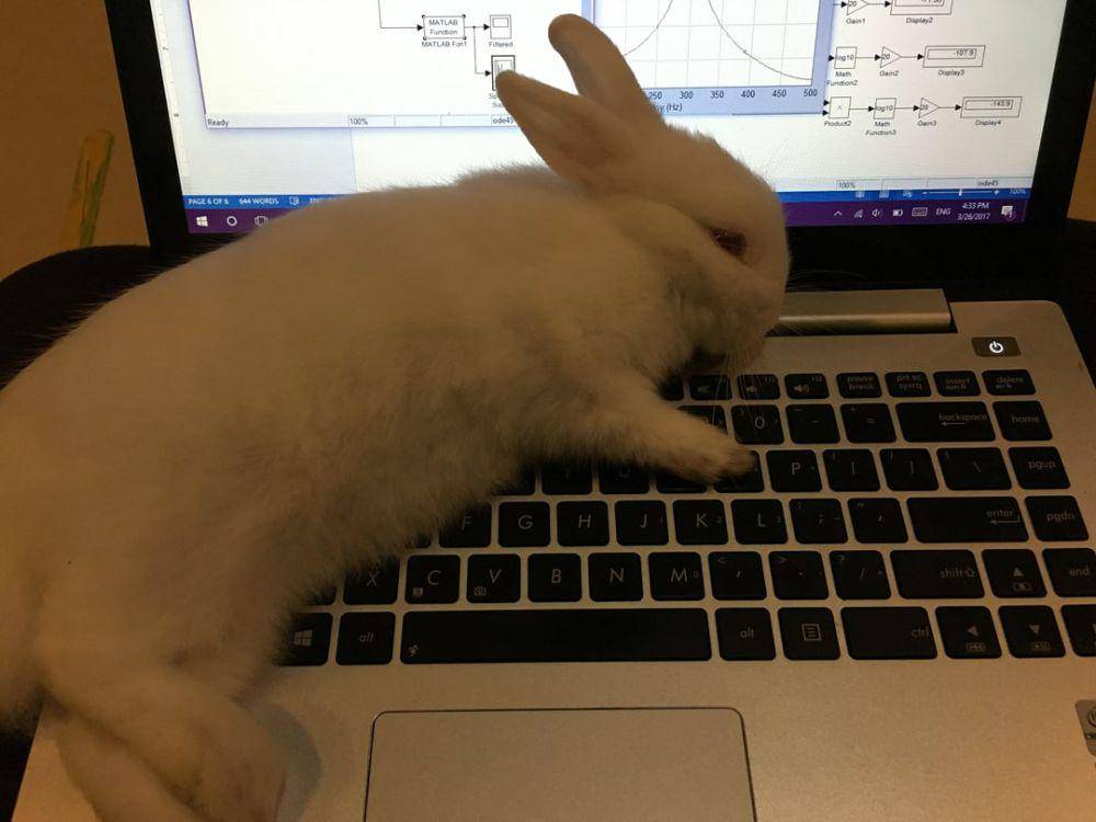 potret kelinci nongkrong di laptop (reddit.com/user/weedinafoxhole)