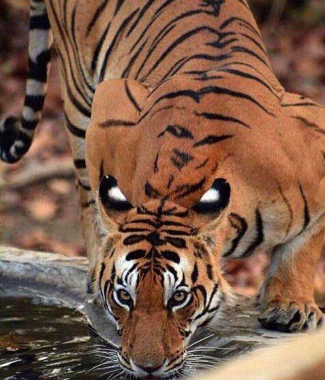 foto membingungkan hewan di kebun binatang (reddit.com/r/confusing_perspective)