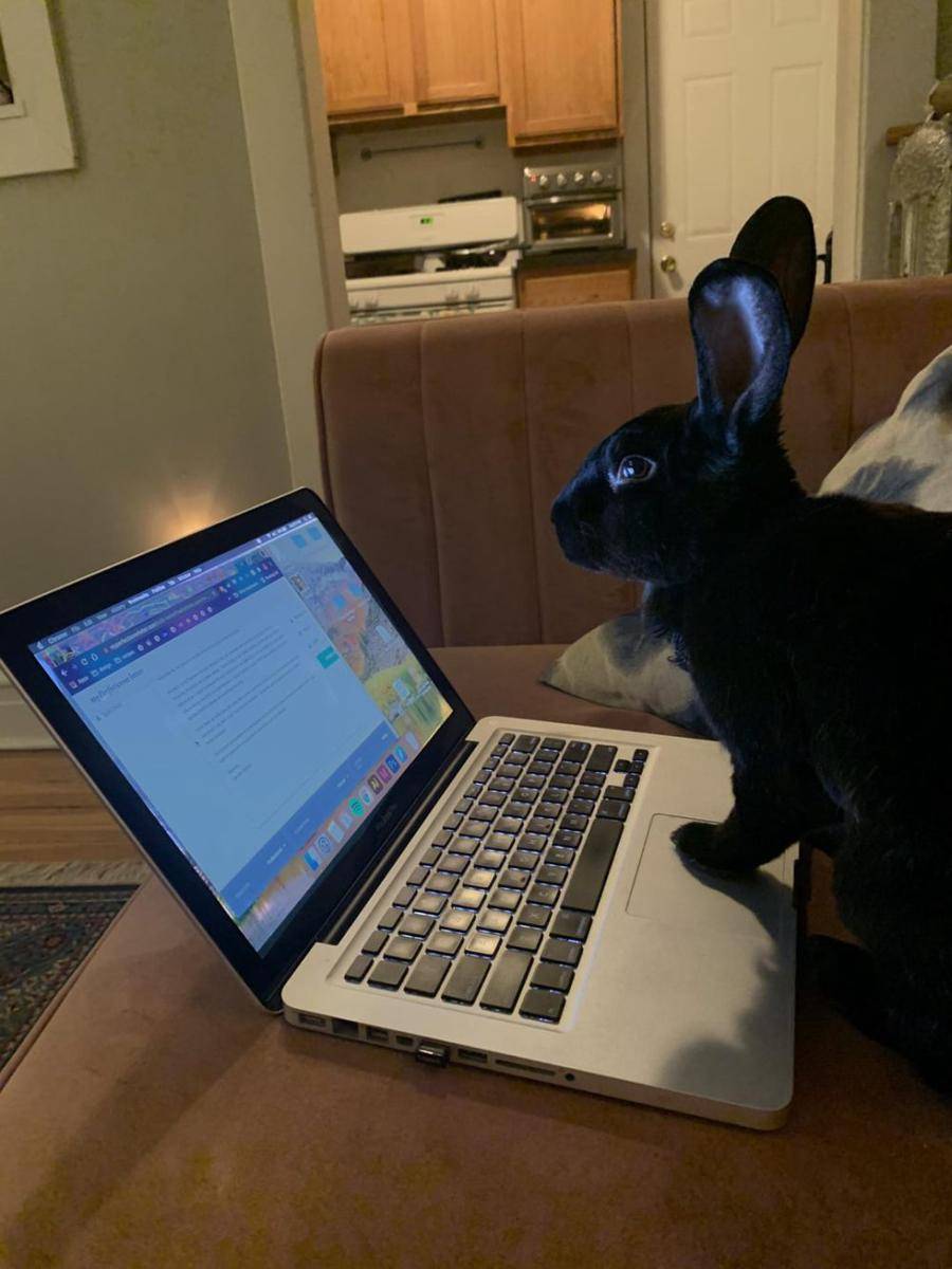 potret kelinci nongkrong di laptop (reddit.com/user/uhauleyebrawl)