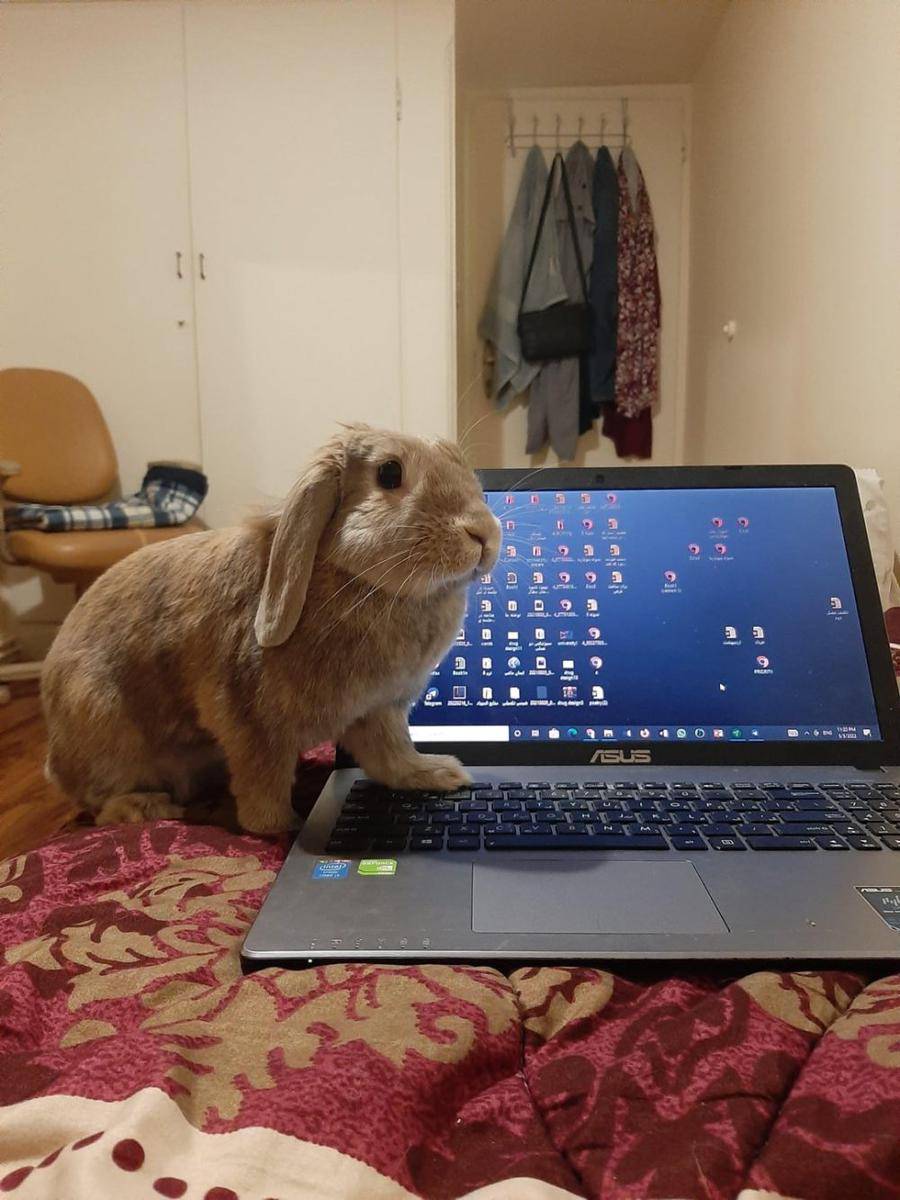 potret kelinci nongkrong di laptop (reddit.com/user/maniactobe)