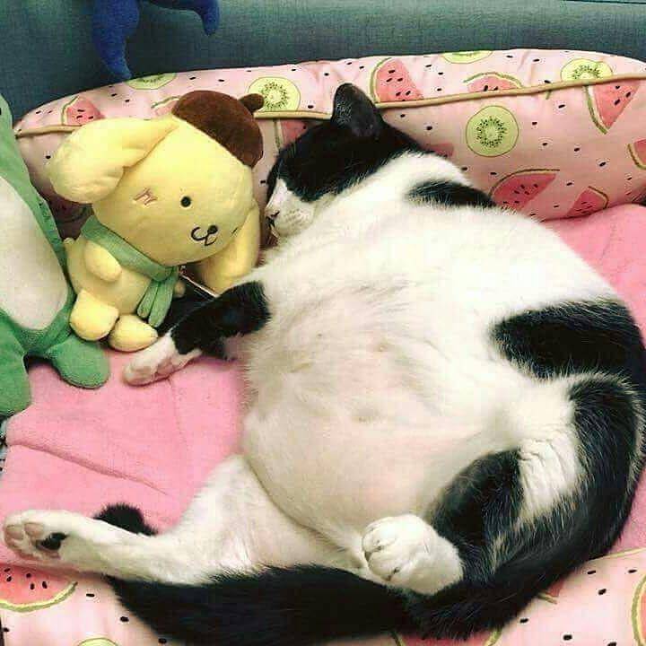 foto kucing dengan motif bulu mirip sapi (reddit.com/r/Chonkers)