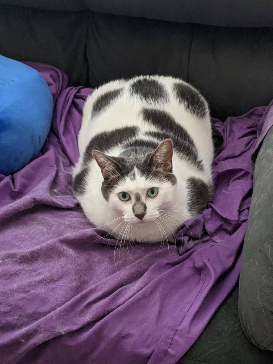 foto kucing dengan motif bulu mirip sapi (reddit.com/user/DragonLady575)