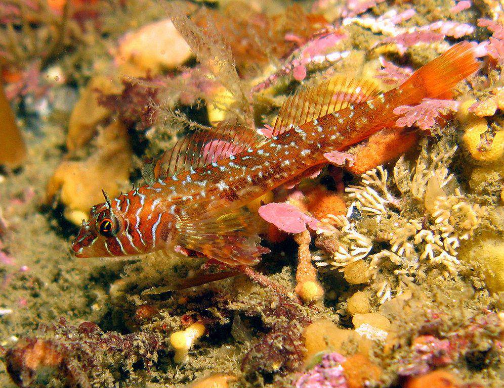 Ikan, salah satu hewan akuatik (commons.wikimedia.org/Janna Nichols)