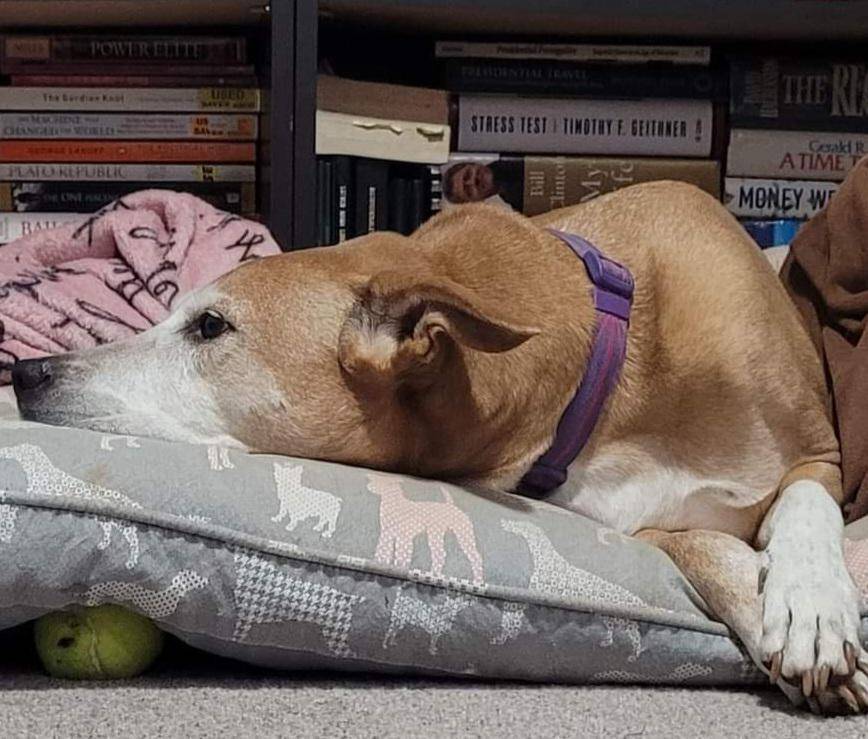potret anjing bermain bola tenis (reddit.com/user/OtiksSpicedPotatoes)
