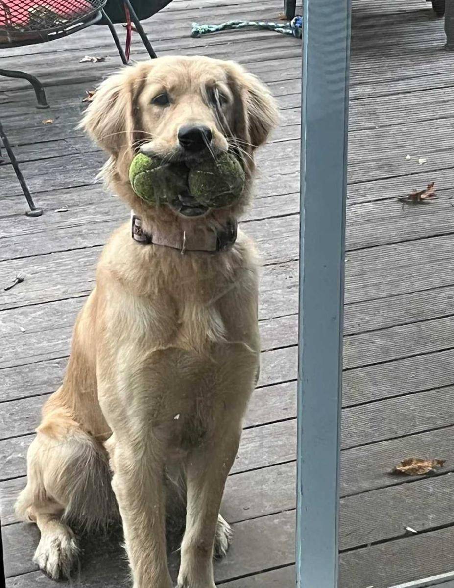 potret anjing bermain bola tenis (reddit.com/user/Massive_Salt8136)
