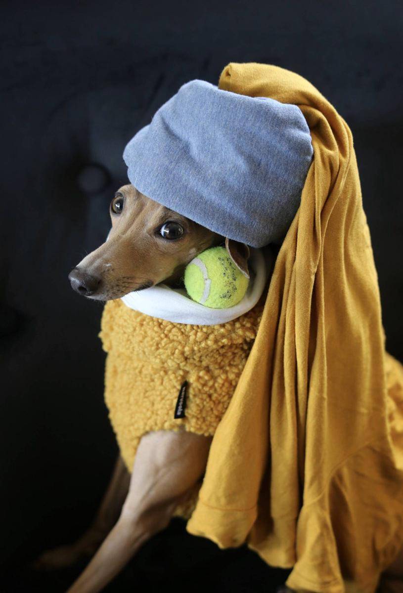 potret anjing bermain bola tenis (reddit.com/user/Rag3ina)