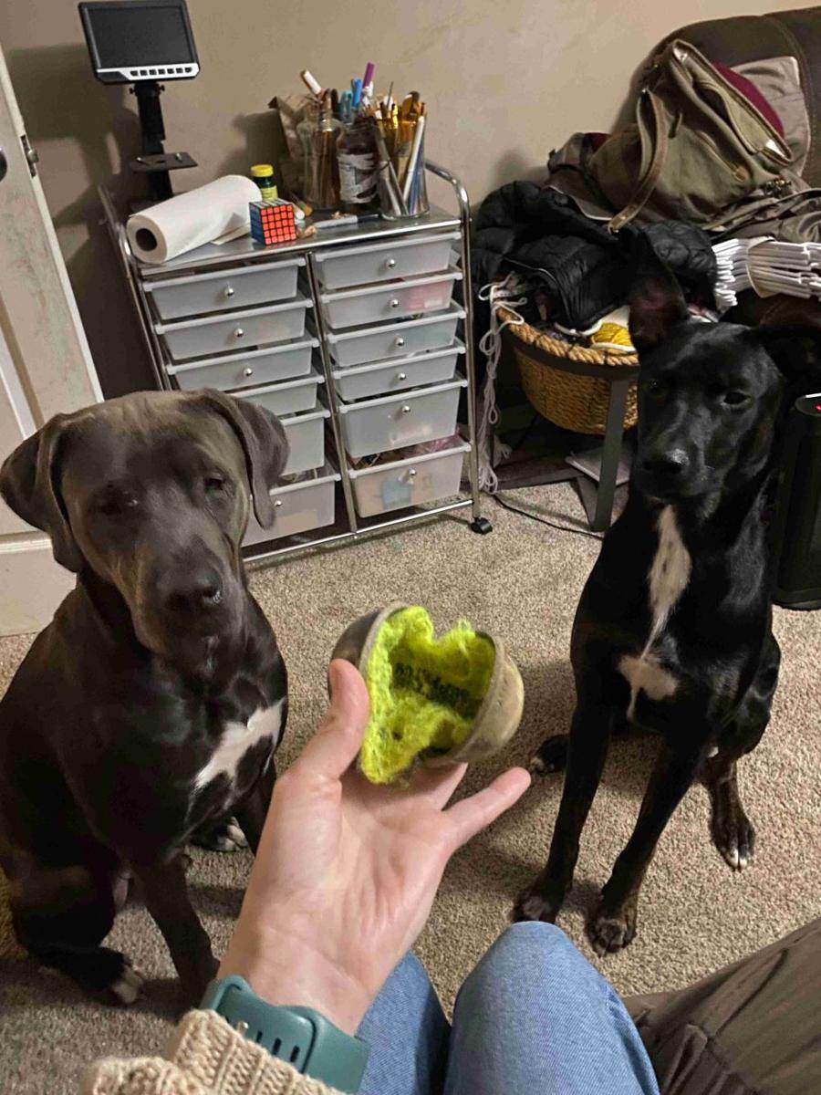 potret anjing bermain bola tenis (reddit.com/user/tourniquette2)