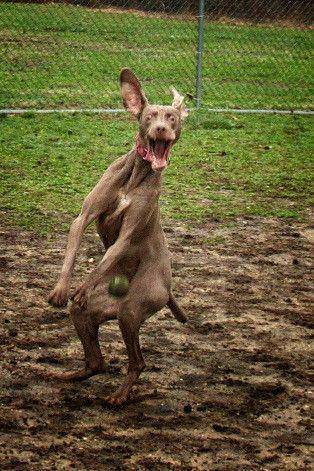 potret anjing bermain bola tenis (reddit.com/user/DangerNGrayce)