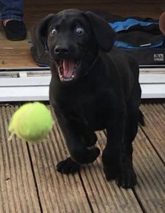 potret anjing bermain bola tenis (reddit.com/user/CraftyGoblinSurfing)