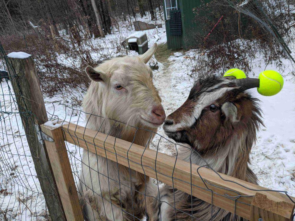 potret kambing bermain bola tenis (reddit.com/user/dankpoots)