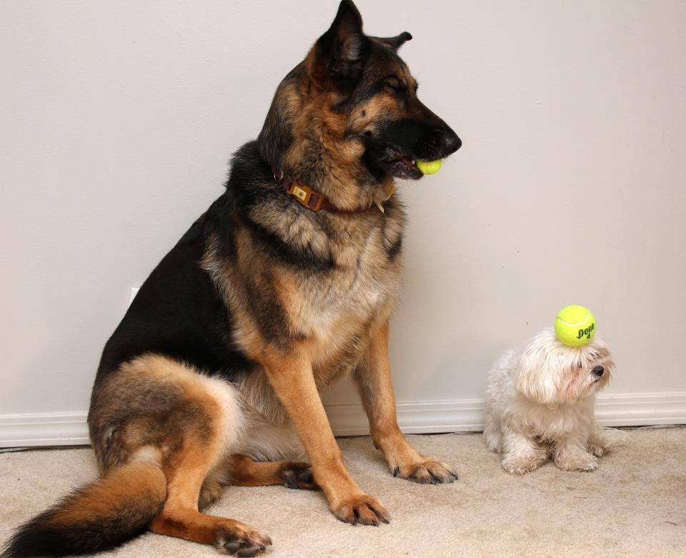 potret anjing bermain bola tenis (reddit.com/user/zerglings_ate_my_bf)