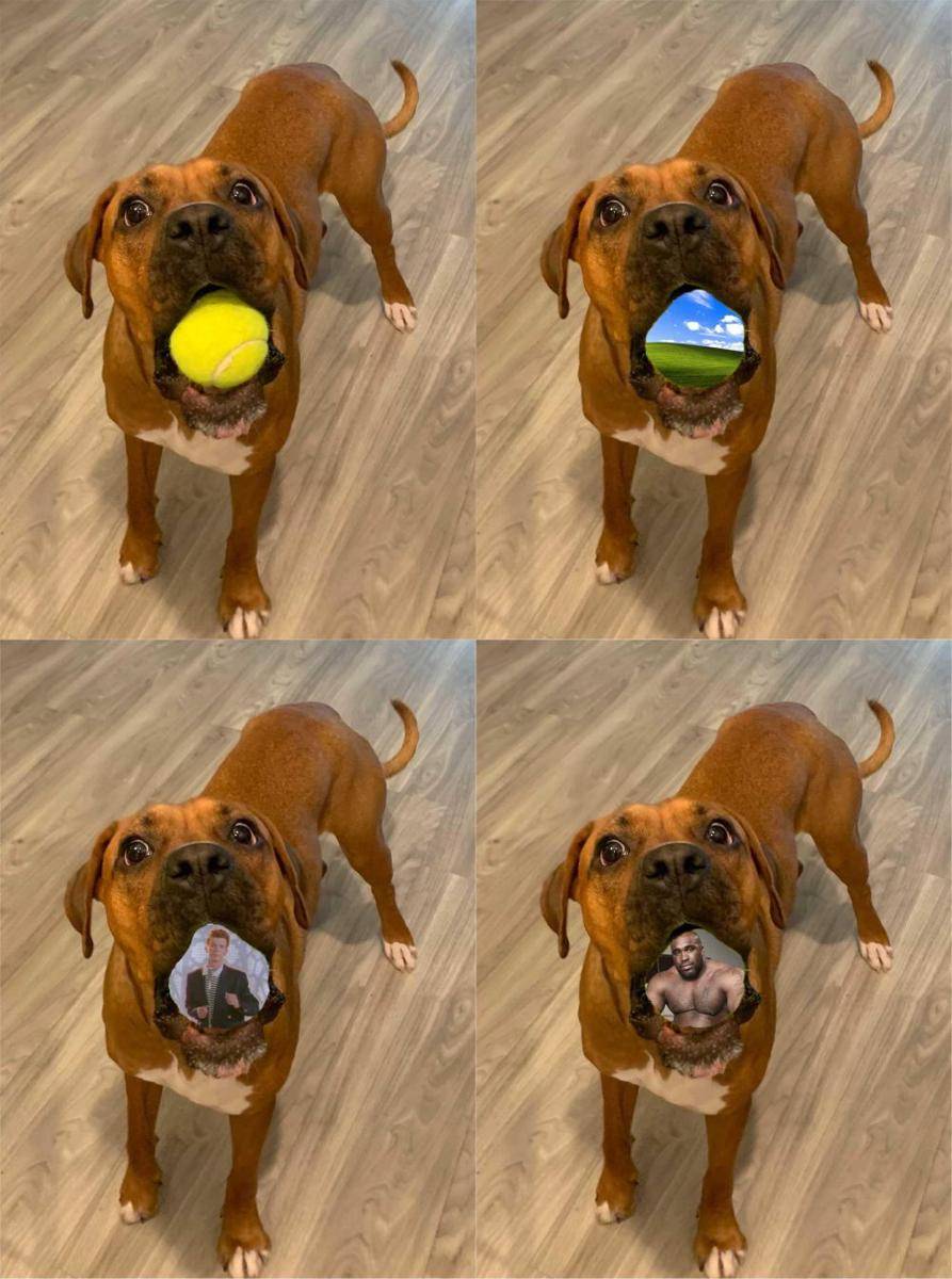 potret anjing bermain bola tenis (reddit.com/user/formymufuckindawgs)