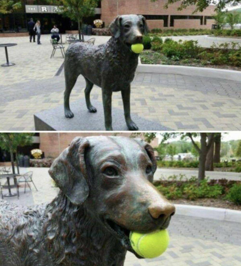 potret anjing bermain bola tenis (reddit.com/user/broomshed)