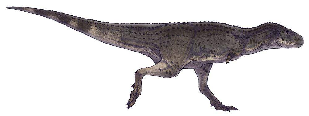 Ilustrasi Aucasaurus, salah satu abelisauridae (commons.wikimedia.org/Paleocolour)