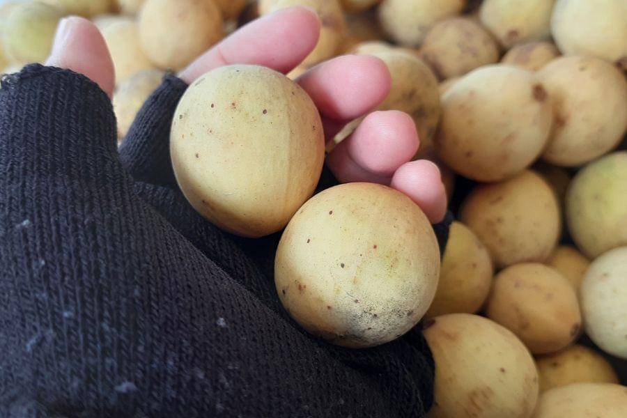 Ilustrasi memegang buah duku segar (canva.com/Andi Ariesda)