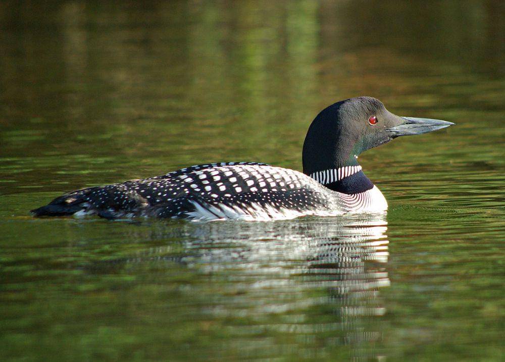 ilustrasi common loon (commons.wikimedia.org/Ano Lobb)