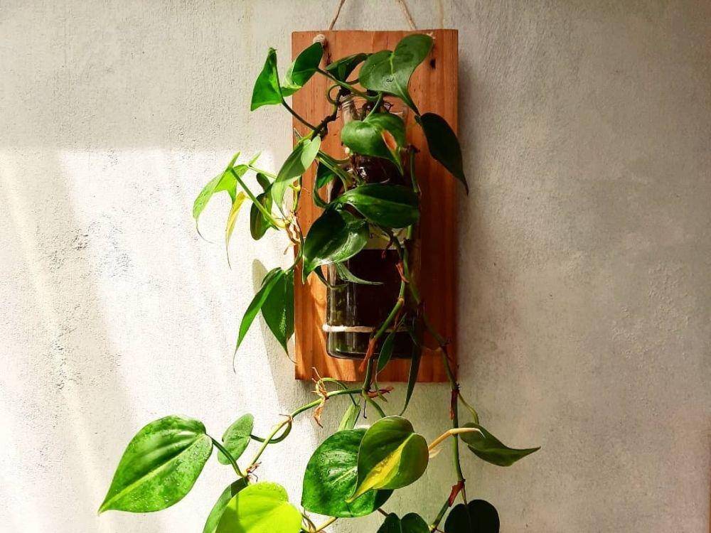 ide tanaman pada dinding (Instagram.com/@unikgardenandbeyond)