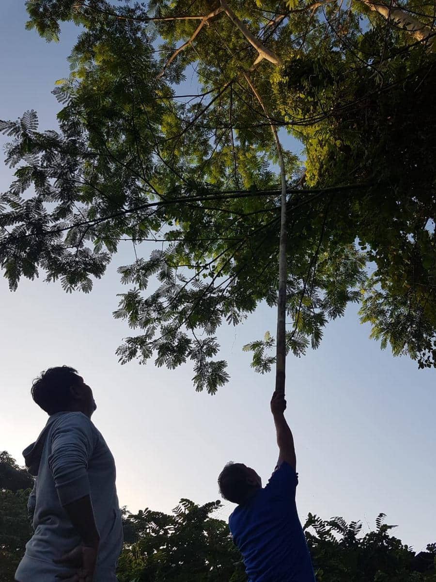 Balon Udara Berapi Nyangkut di Pohon, Polres Bantul Ingatkan Sanksi