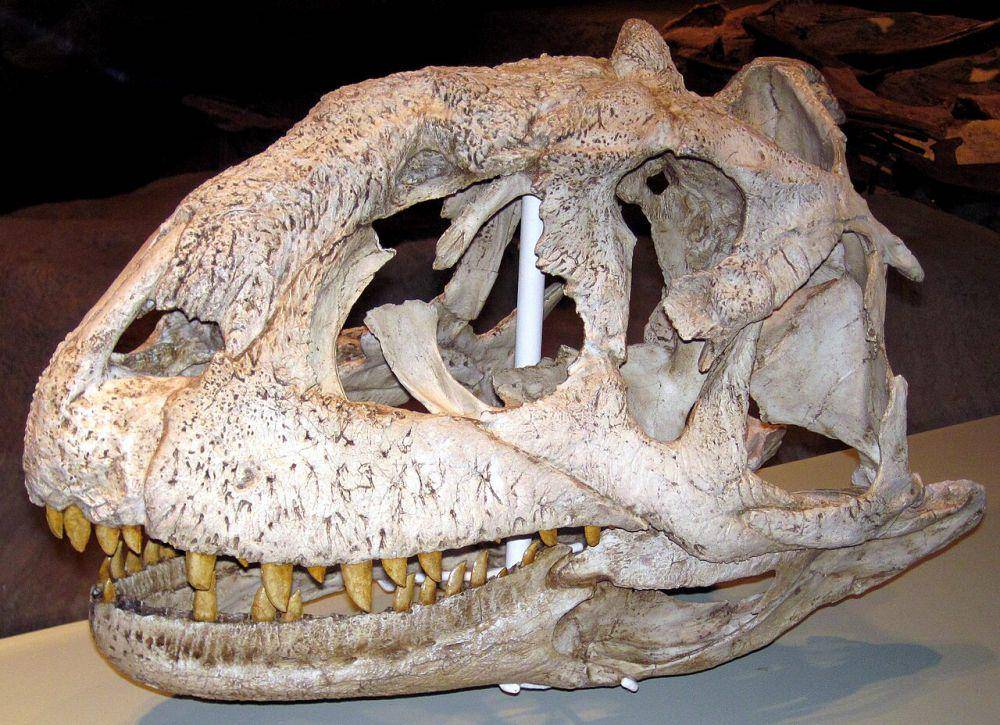 Rekonstruksi tengkorak Majungasaurus, salah satu abelisauridae (commons.wikimedia.org/James St. John)
