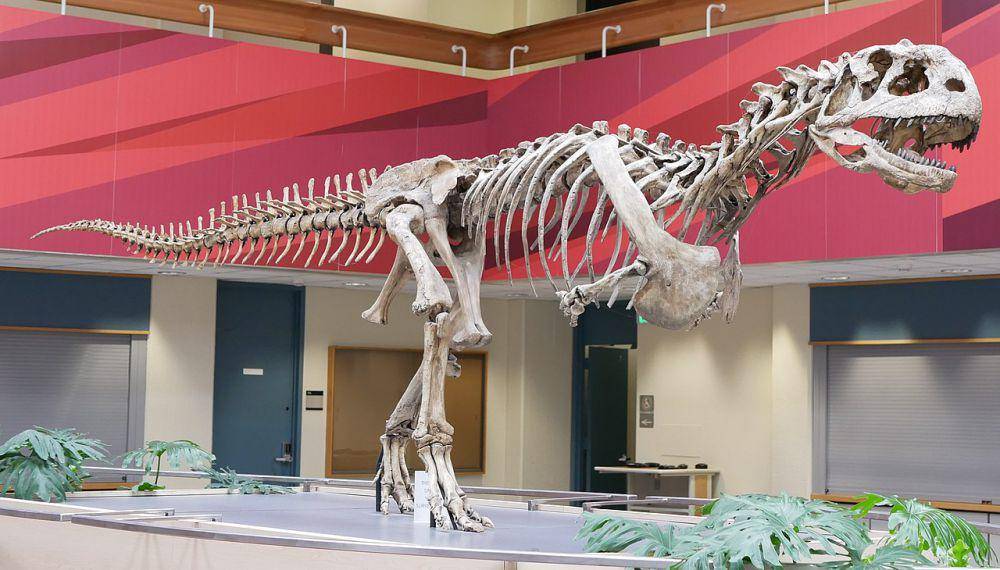 Rekonstruksi Majungasaurus, salah satu abelisauridae (commons.wikimedia.org/Skye McDavid)