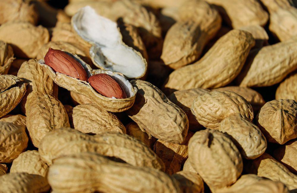 5 Fakta Arachis Rigonii, Spesies Kacang yang Sudah Punah di Alam Liar