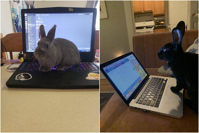kolase potret kelinci nongkrong di laptop (reddit.com/user/chisven | reddit.com/user/uhauleyebrawl)
