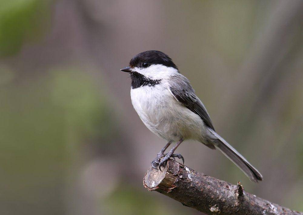 ilustrasi black-capped chickadee (commons.wikimedia.org/Cephas)