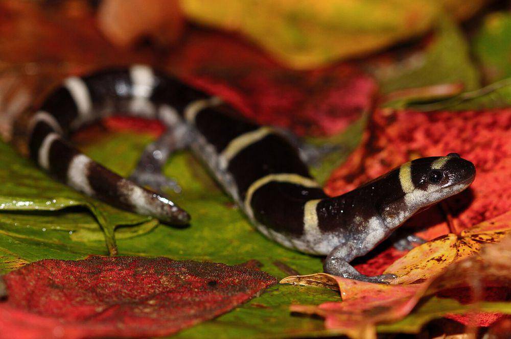 Salamander cincin, salah satu hewan fosorial (commons.wikimedia.org/Peter Paplanus)