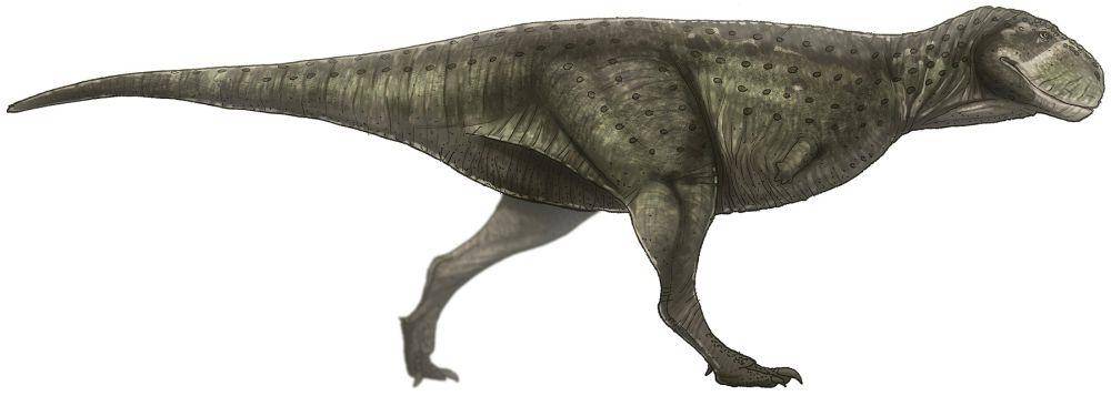 Ilustrasi Skorpiovenator, salah satu abelisauridae (commons.wikimedia.org/Paleocolour)
