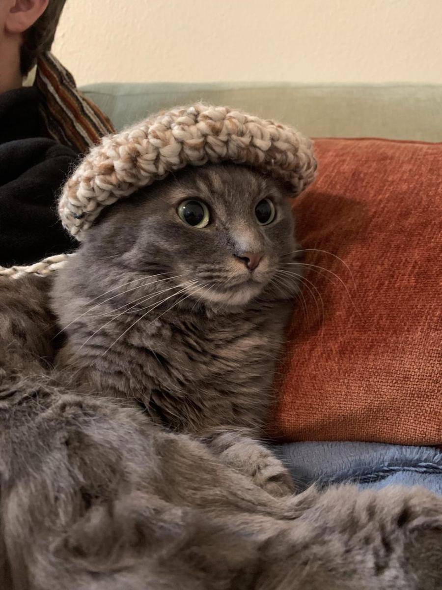 potret karya rajutan tangan untuk kucing (reddit.com/user/3spressotree)