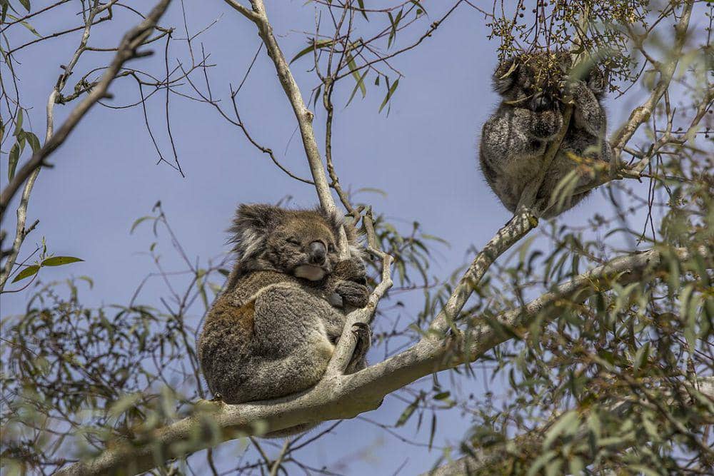 6 Hewan ini Banyak Menghabiskan Waktunya untuk Tidur, Ada Siapa Saja?