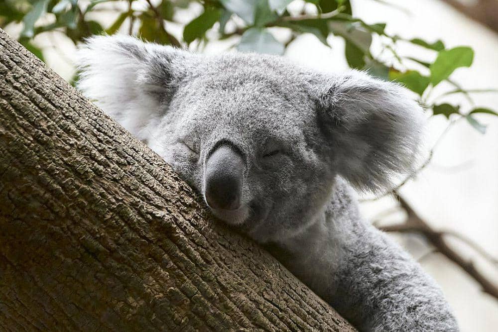 ilustrasi koala yang sedang tertidur di pohon (Wikimedia Commons/Anil Oztas)
