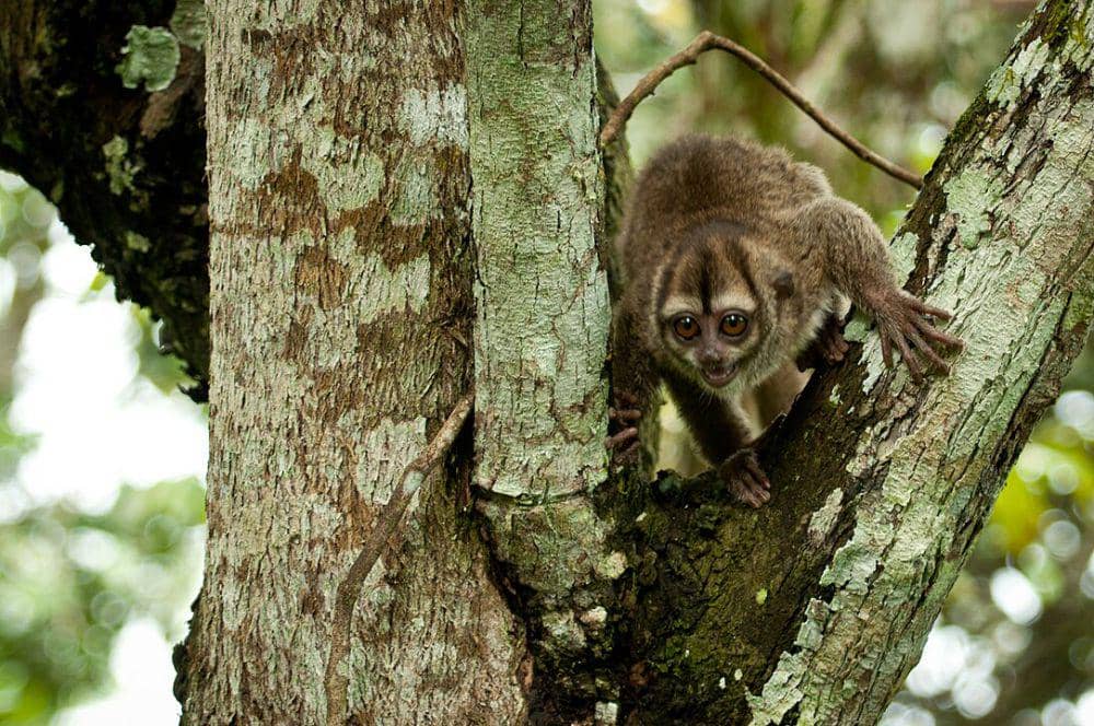 ilustrasi monyet malam (wikimedia commons/Oscar Marin)