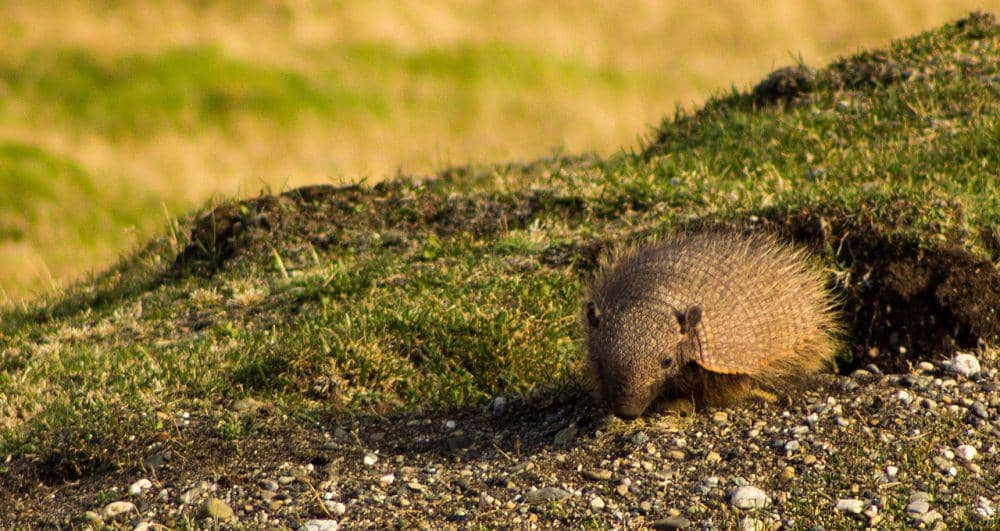 ilustrasi armadillo (wikimedia commons/ThartmannWiki)